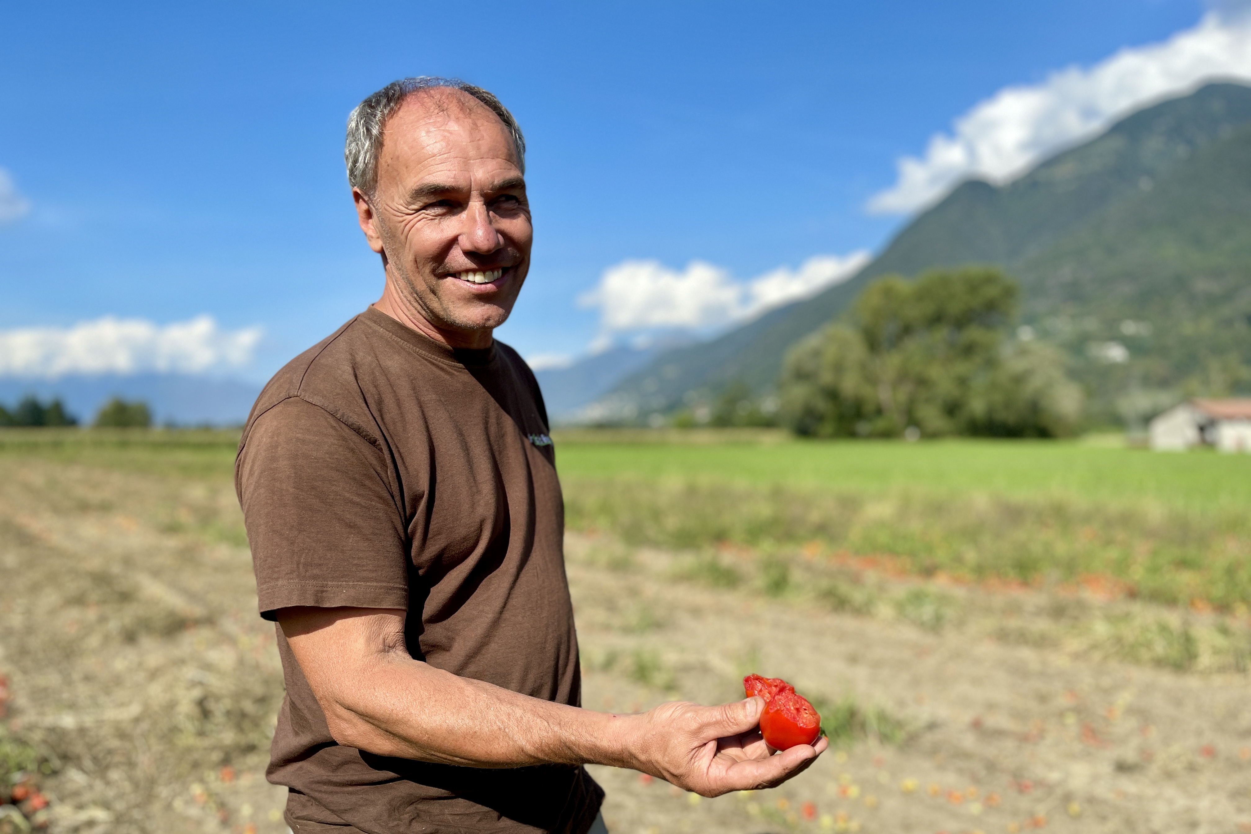 Freiland-Tomaten aus dem Tessiner Pionierbetrieb Orticola Bassi SA