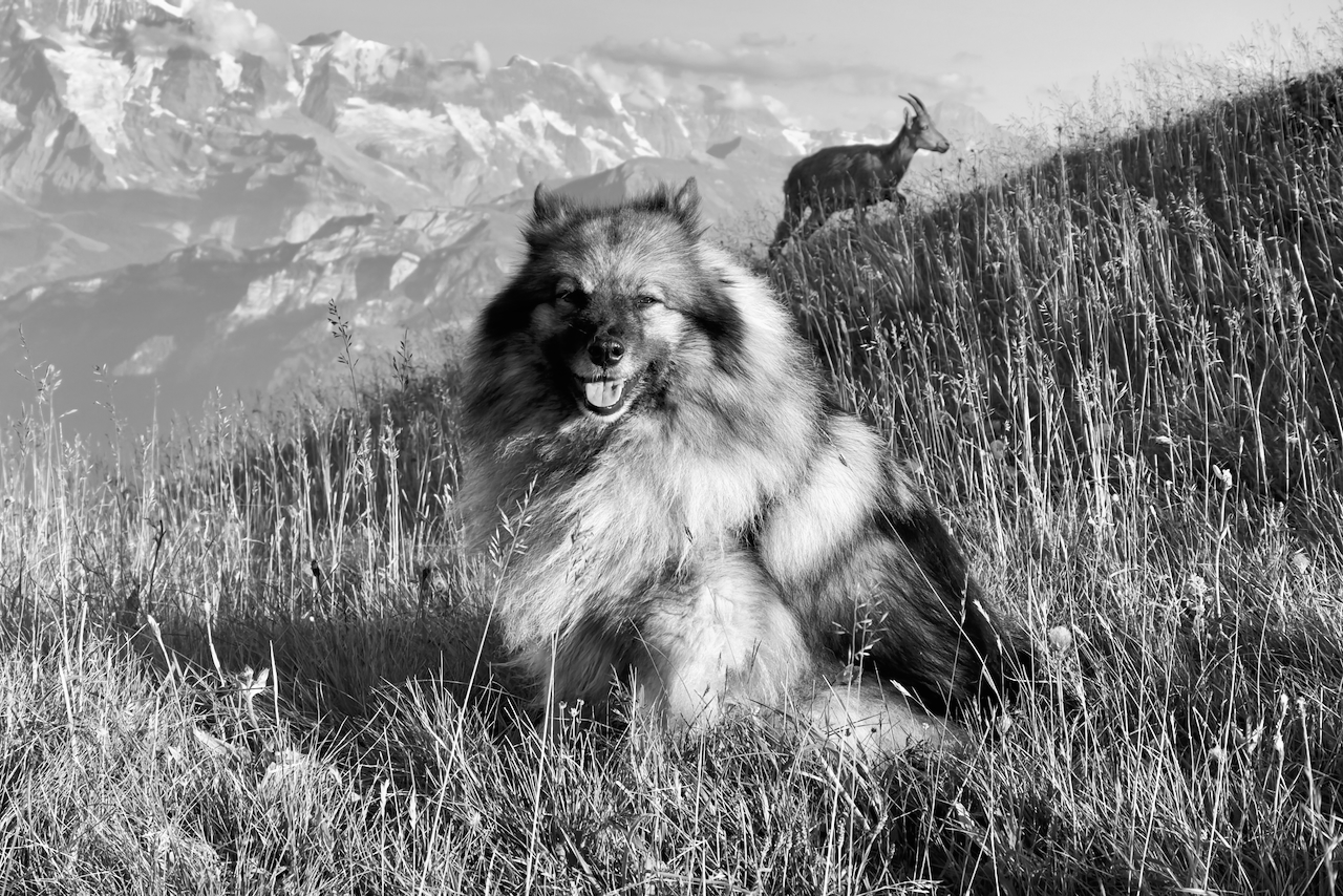 Swiss Mountains Wolfsspitz und Gemse vor den Gipfeln von Eiger, Mönch und Jungfrau.